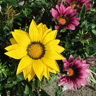 Yellow and pink flowers