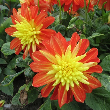 Single yellow and orange dahlia flower