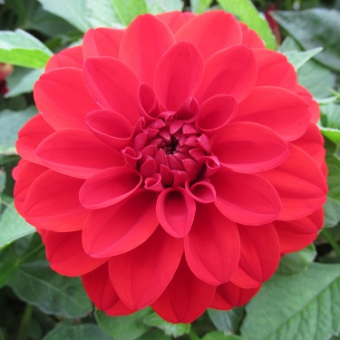 Single red dahlia flower