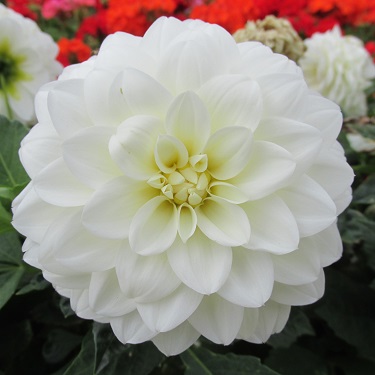 Single white dahlia flower