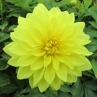 Single yellow dahlia flower