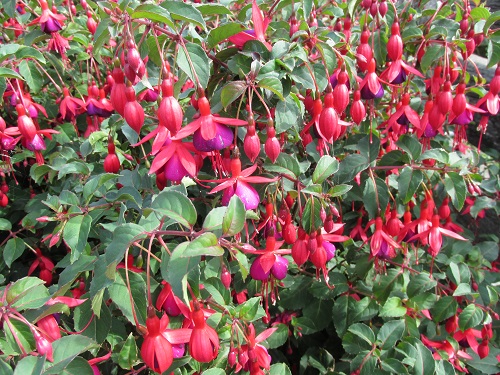 A close-up of some of the blooms