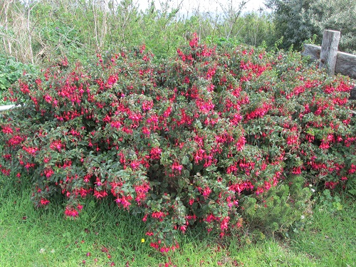 A large fuchsia bush with lots of blooms 