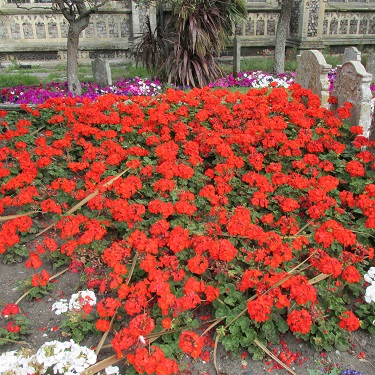 A patch of red geraniums