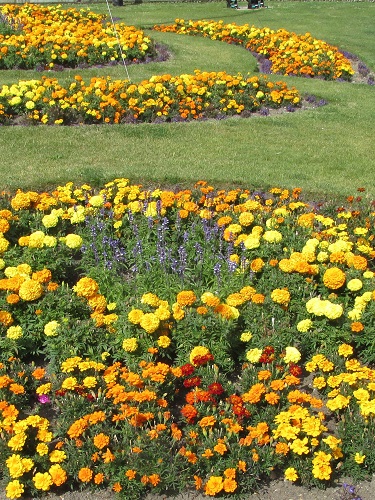 Borders of yellow and orange marigolds