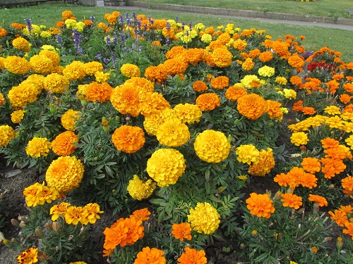 A border of yellow and orange marigolds