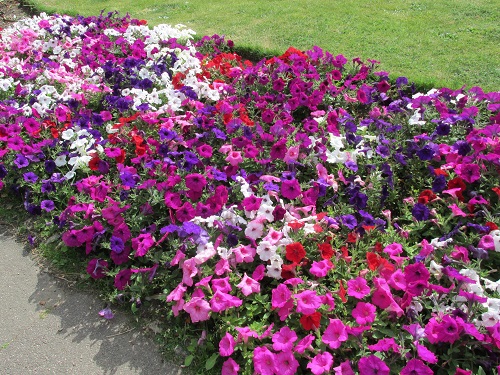 A border of purple, pink and white petunias 