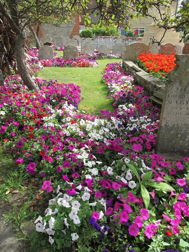 Grave stones surrounded by purple and white petunias