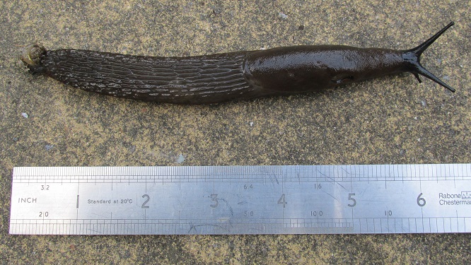 A black slug and steel rule measuring it to be six inch long