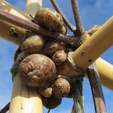 A snail family tucked into a corner made by tied bean canes