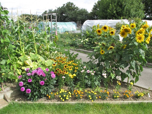 Sun flowers on the Store Garden