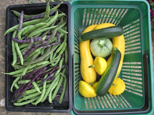 A collection of beans and courgettes