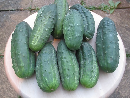 A collection of 10 gherkins