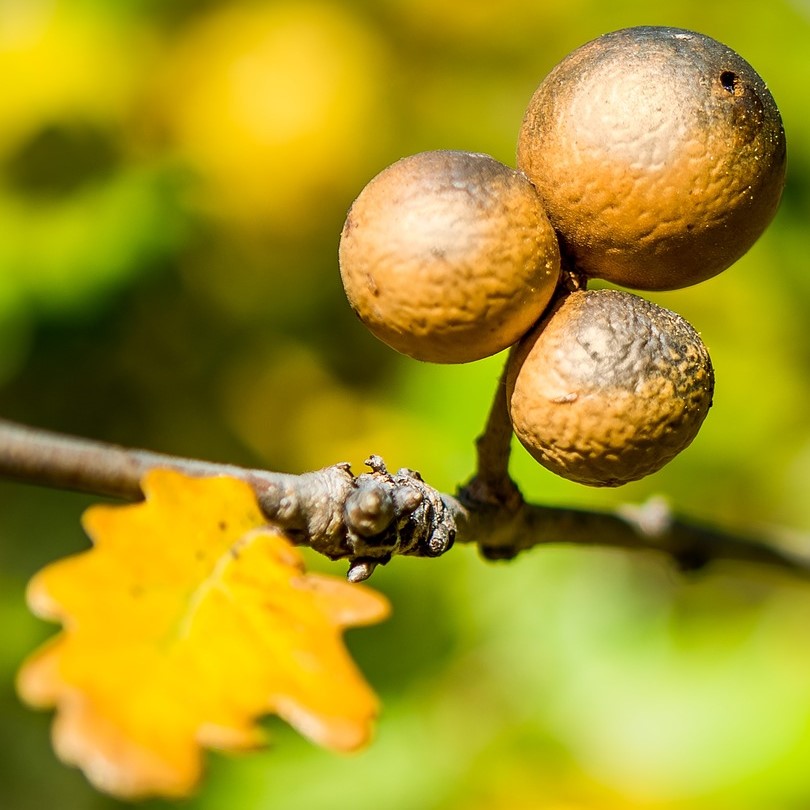 A small clump of galls