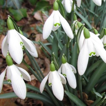 A small clump of snowdrops