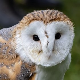 A owl's face