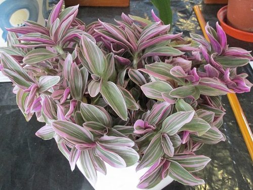 A pot plant with purple and sage variegated leaves