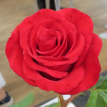 A single red rose