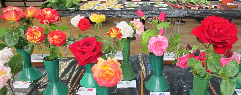 Roses of various colours arranged in vases on the show bench