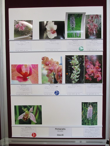 A display of photographs on the theme of orchids