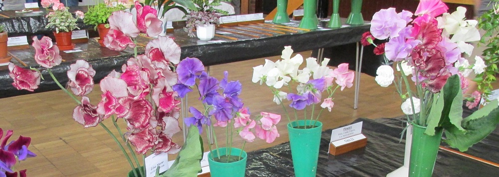 Sweet peas of various colours arranged in vases on the show bench