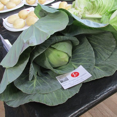 A large cabbage