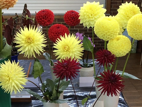 Flowers from the autumn show