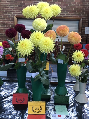 Prize winning dahlias