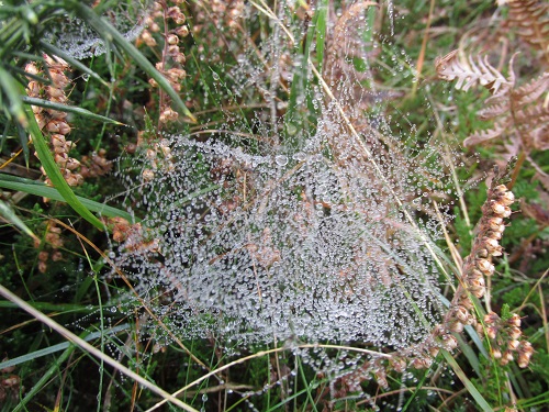 Dew on a spiders web