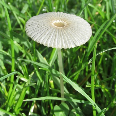 A Fairy Parasol fungi