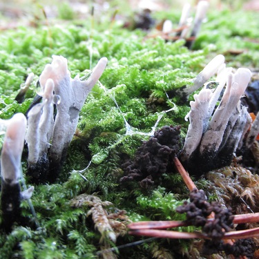 White fungi growing in short spikes - possibly Candlesnuff or Stag’s Horn.