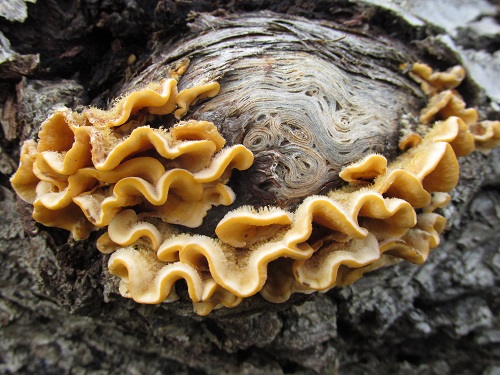 Light brown wavy fungus with hairs on upper surface - possibly Hairy Curtain Crust