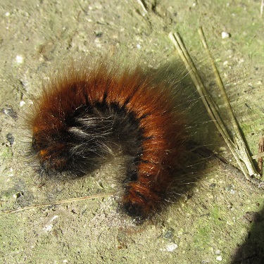 A brown hairy caterpillars