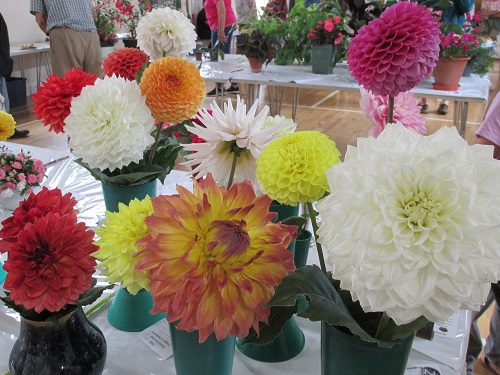 Dahlias at Weston Show